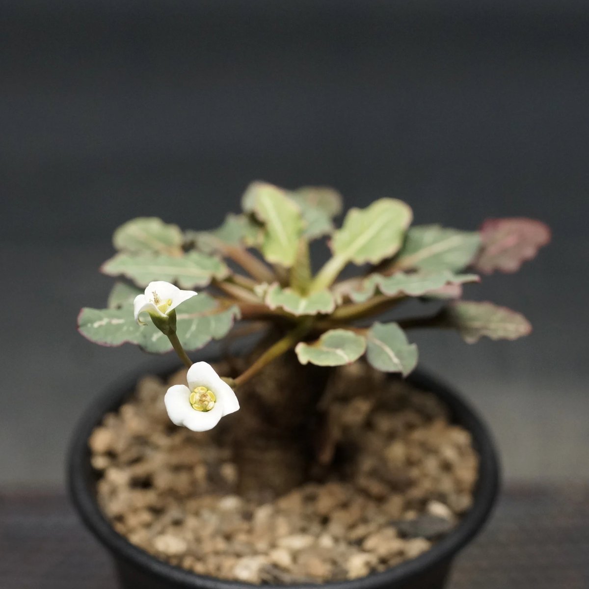 ユーフォルビア　フィッシュボーン　フィッシュスケール Euphorbia fish bone