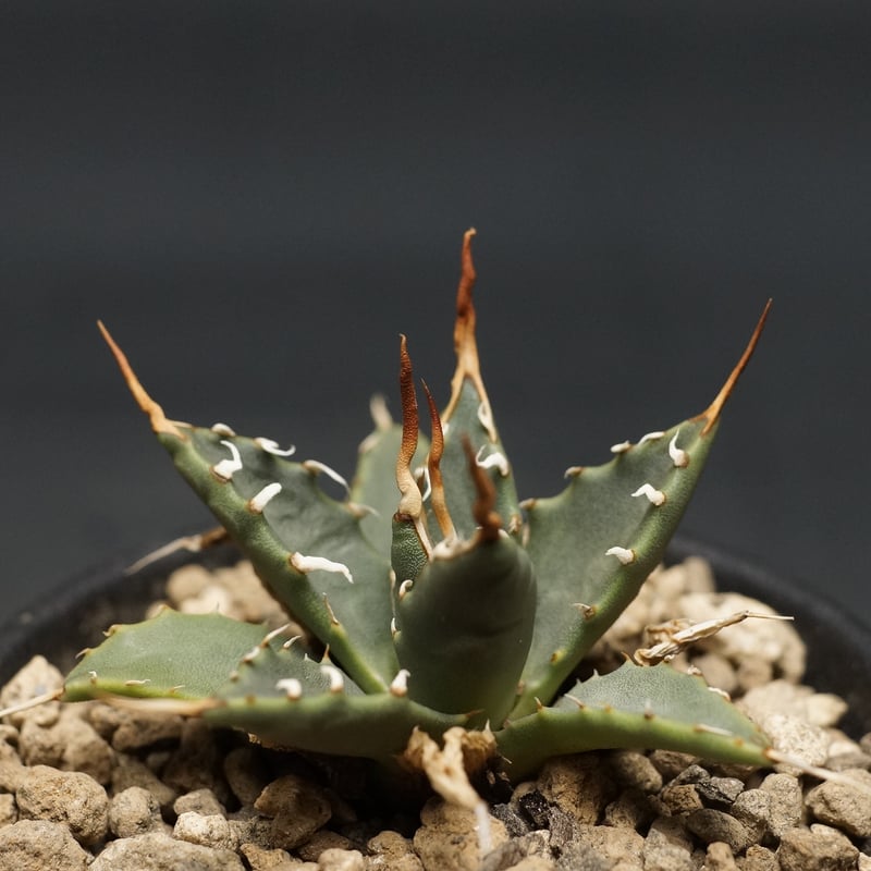 Agave utahensis var. eborispina