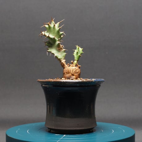 ユーフォルビア | STORES