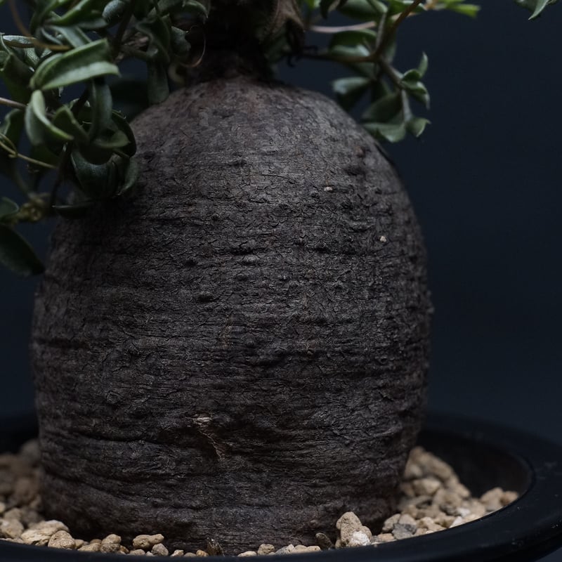 キフォステンマ モンタグナッキー 塊根植物 キフォステンマ・モンタグナッキー | GREEN TRUST online store