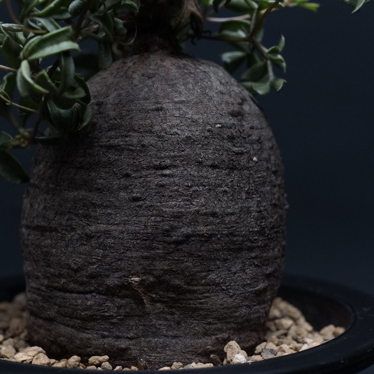 cyphostemma montagnacii