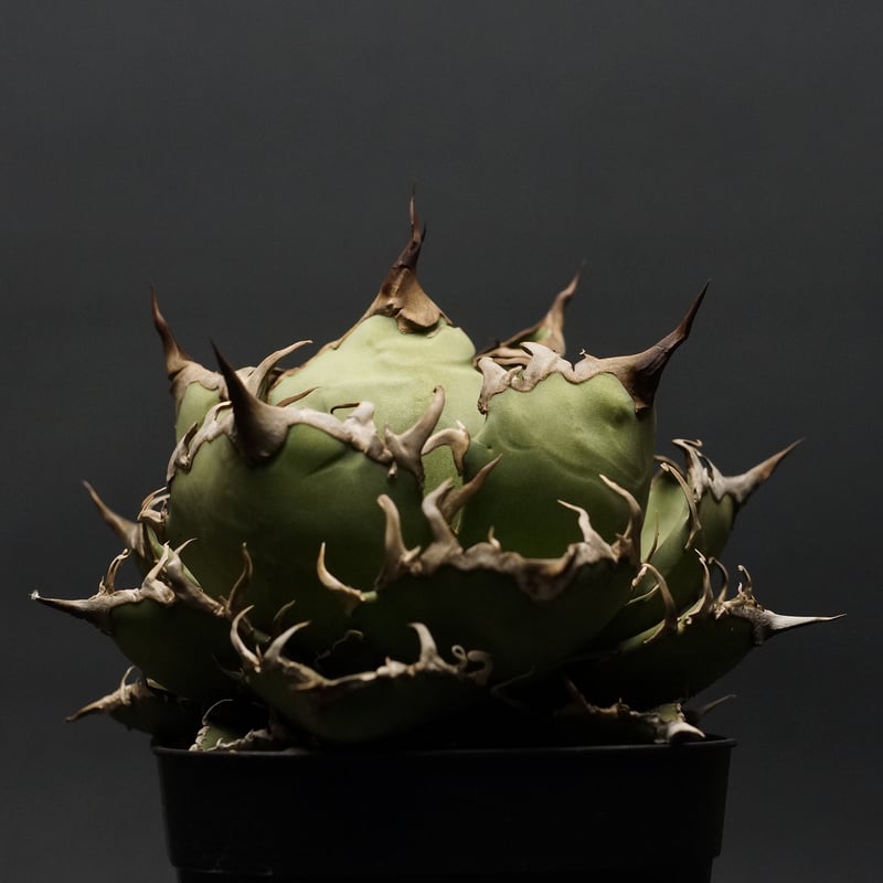 Agave titanota