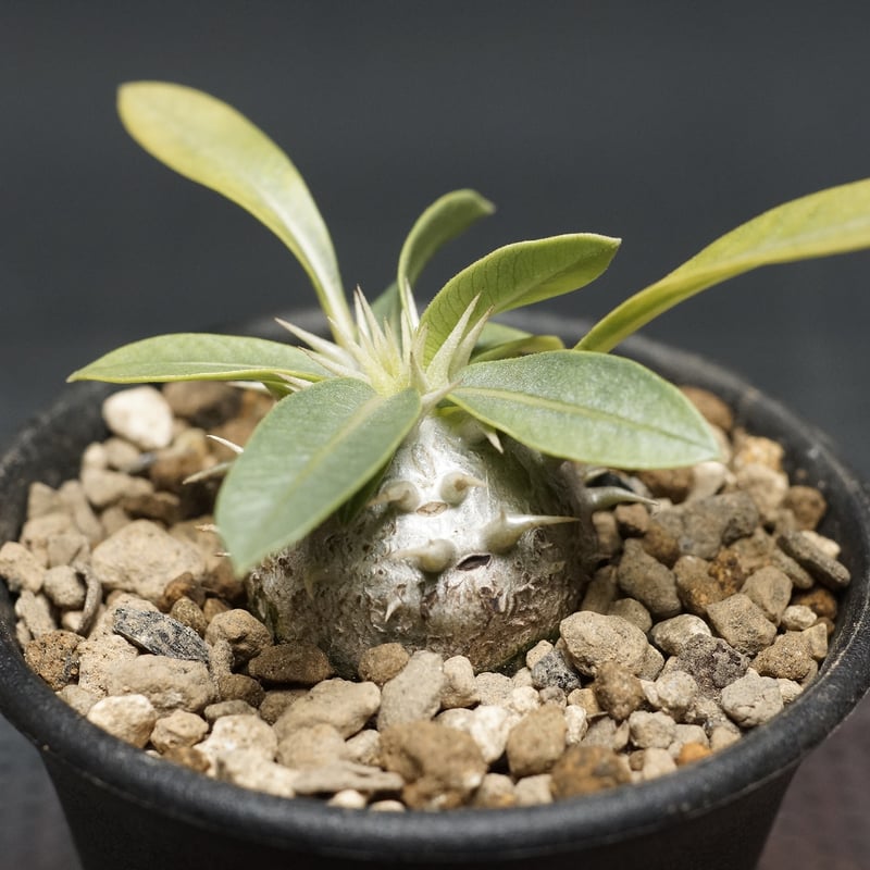 Pachypodium brevicaule ssp.leucoxanthum