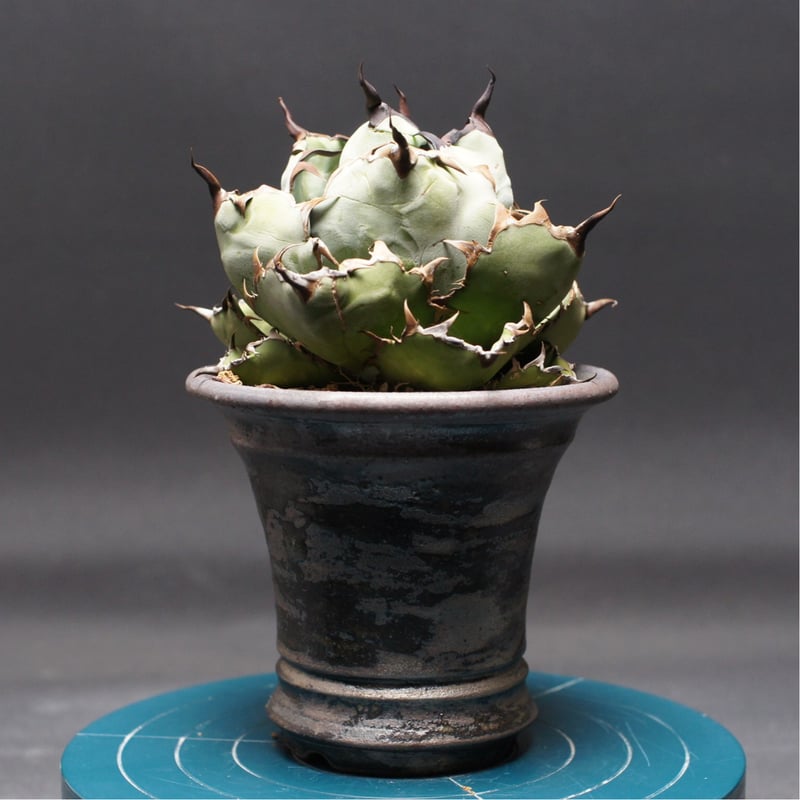 アガベ チタノタ【ブラック＆ブルー】 