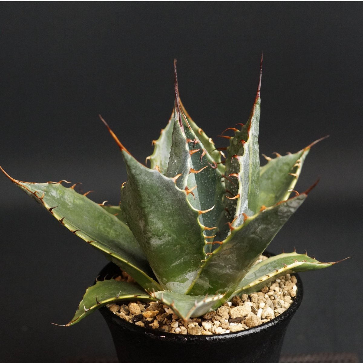 Agave parrasana Agave parrasana