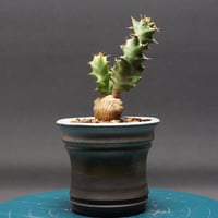 ユーフォルビア トルチラマ "Euphorbia Tortirama" 管理2592