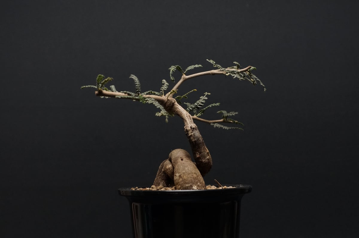 Operculicarya pachypus