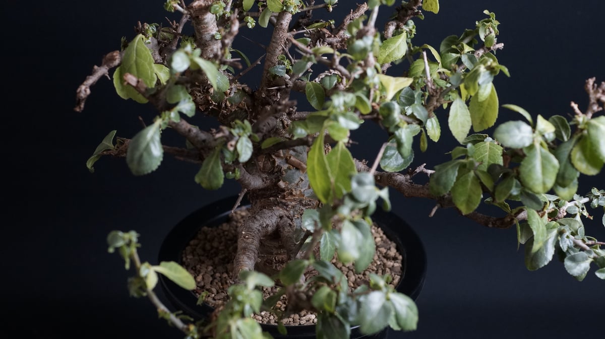 Commiphora incisa Commiphora incisa