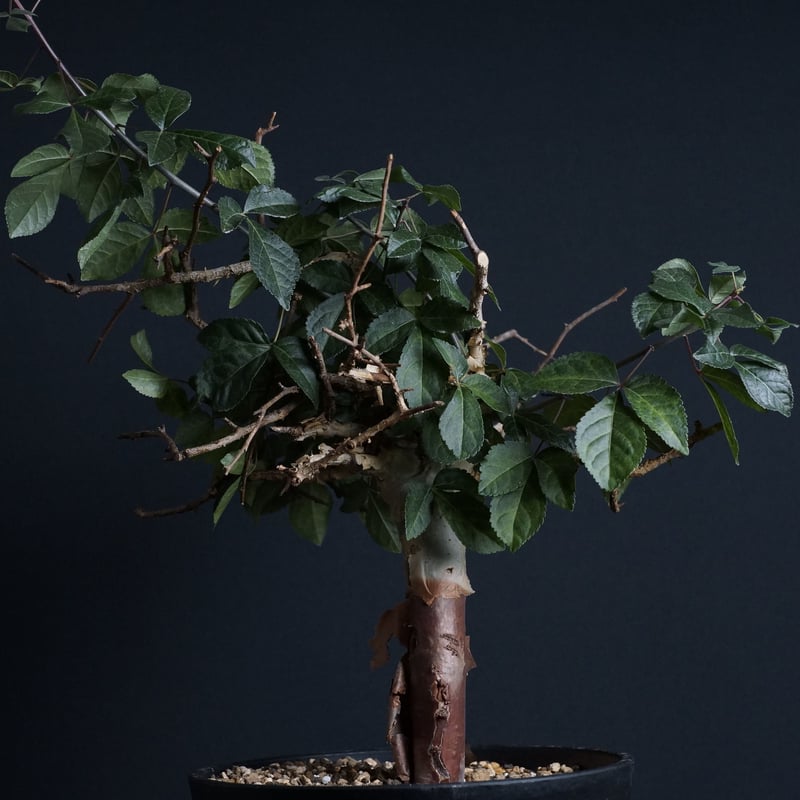 Commiphora eminii