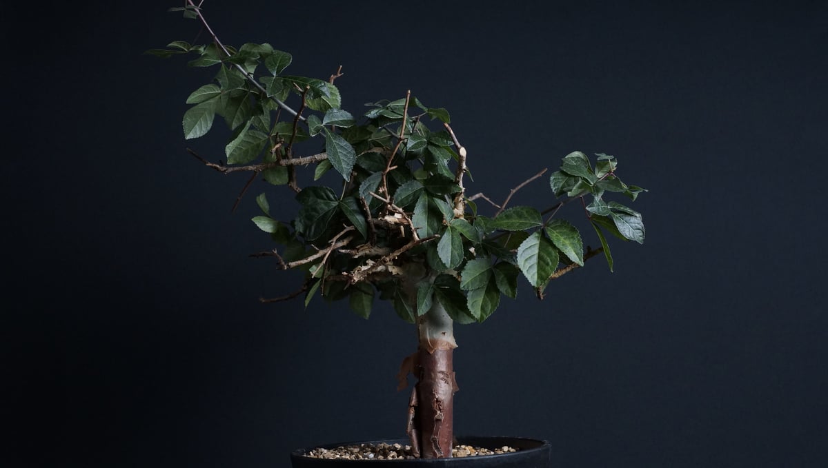 Commiphora eminii
