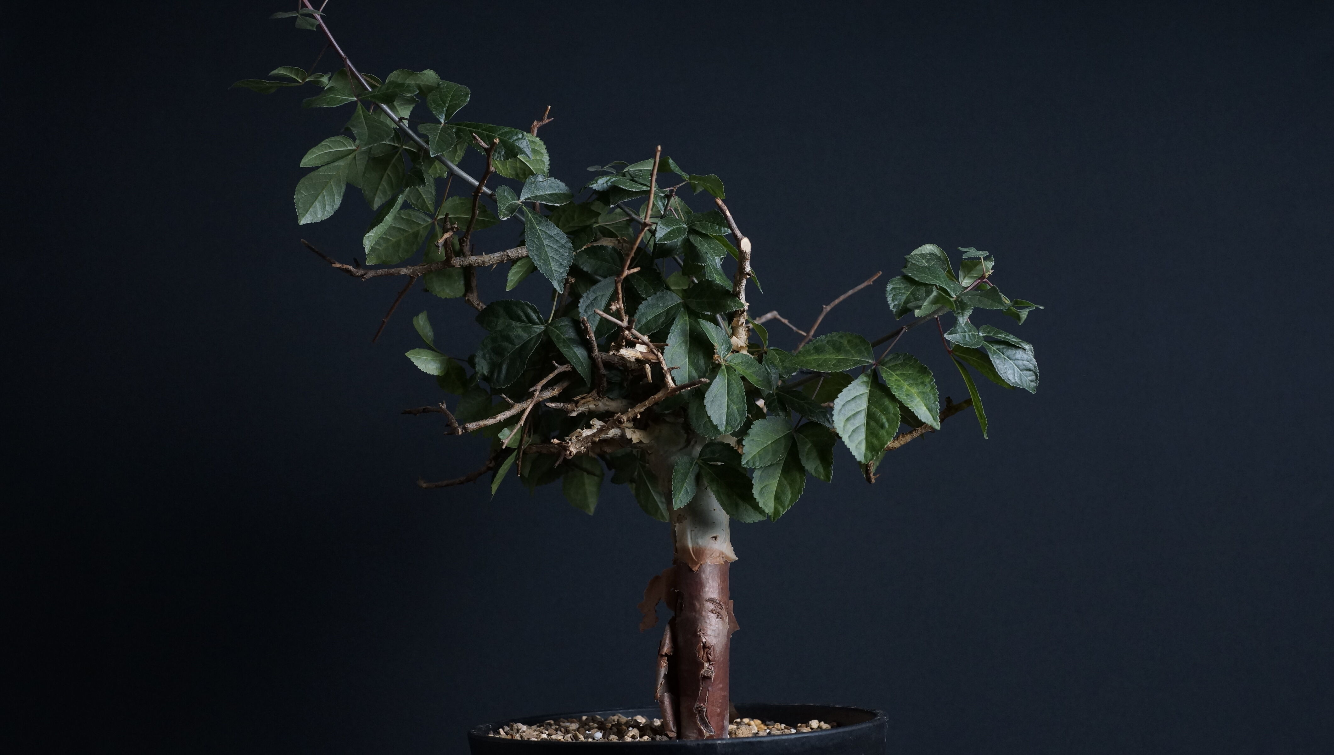 Commiphora eminii