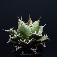 アガベ チタノタ【狂刺夕映】 "Agave titanota" 管理2716
