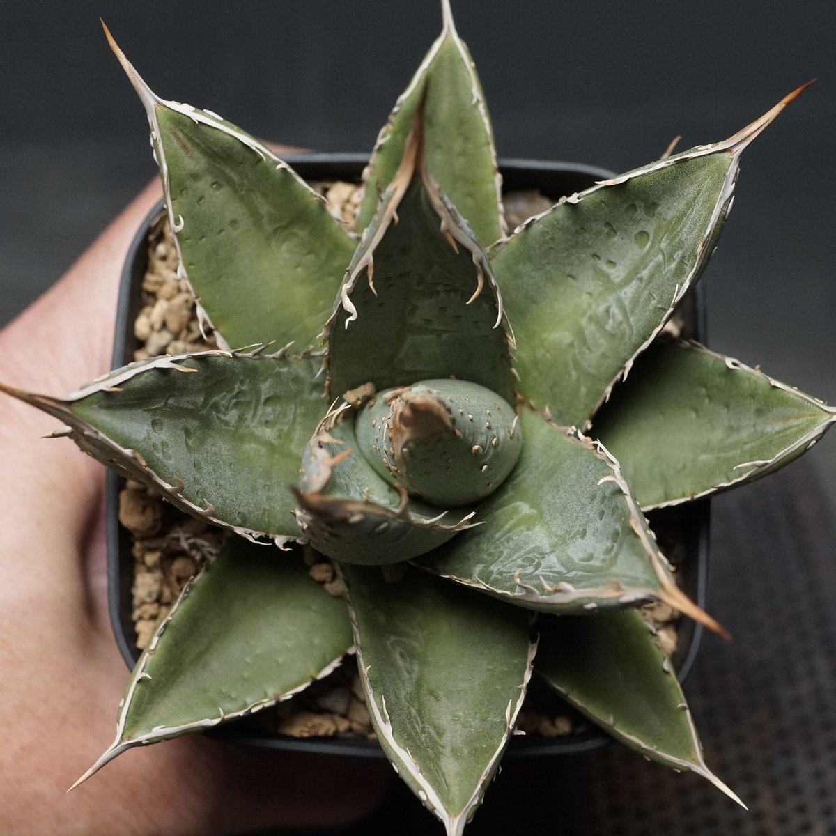 Agave titanota