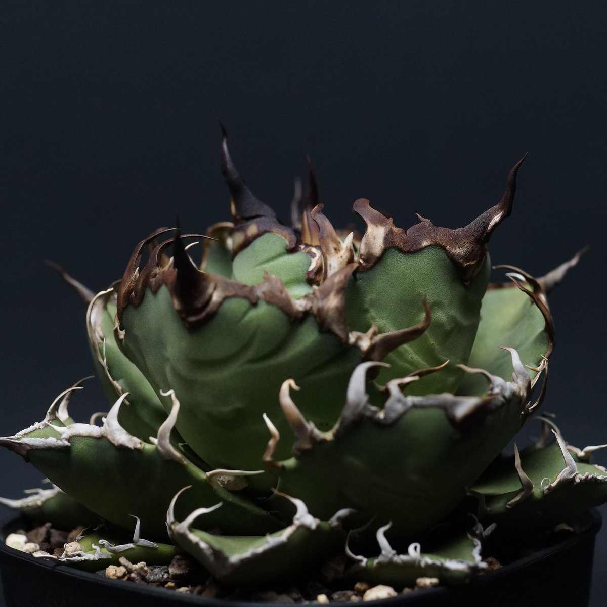 Agave titanota