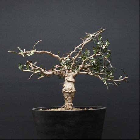 オペルクリカリア | STORES