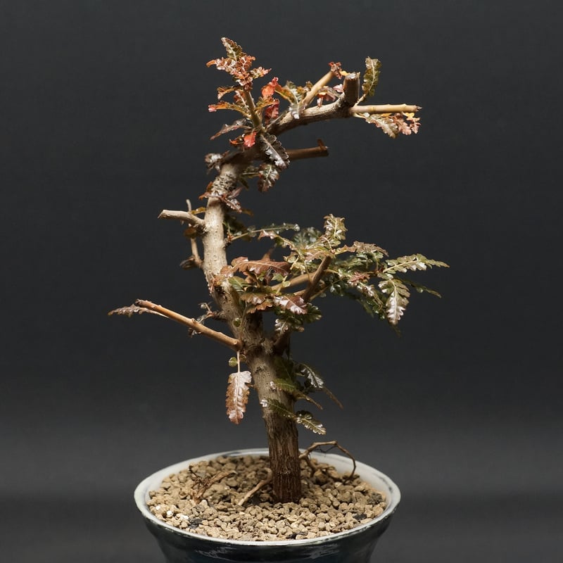 Boswellia nana hybrid