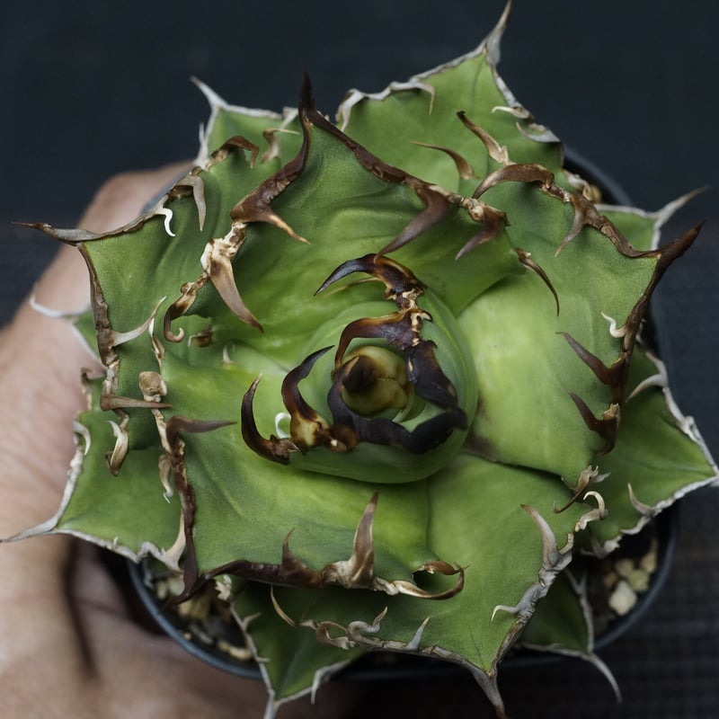 アガベ チタノタ シーザー Agave 悪魔 ブツブツ アガベ チタノタ 狼人 Agave 悪魔 ブツブツ 【公式通販】
