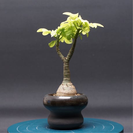 アデニア　クリスタルグリーン　(グラウカ　スピノーサ　ペチュエリー　グロボーサ) アデニア クリスタルグリーン (グラウカ スピノーサ ペチュエリー