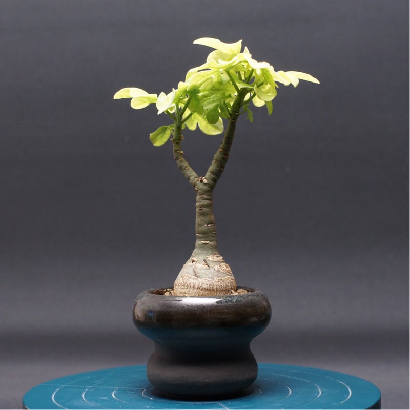 アデニア グラウカ 