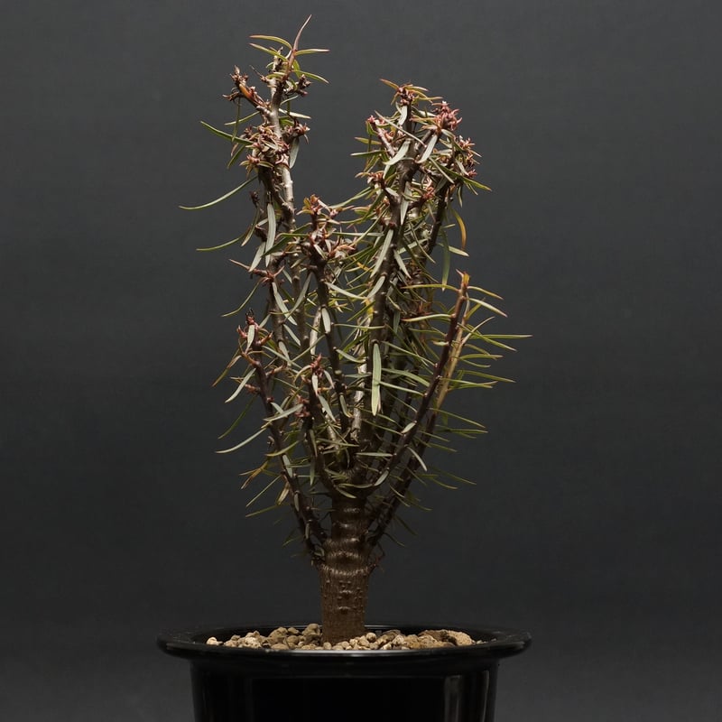 Euphorbia balsamifera