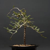 Boswellia dioscoridis