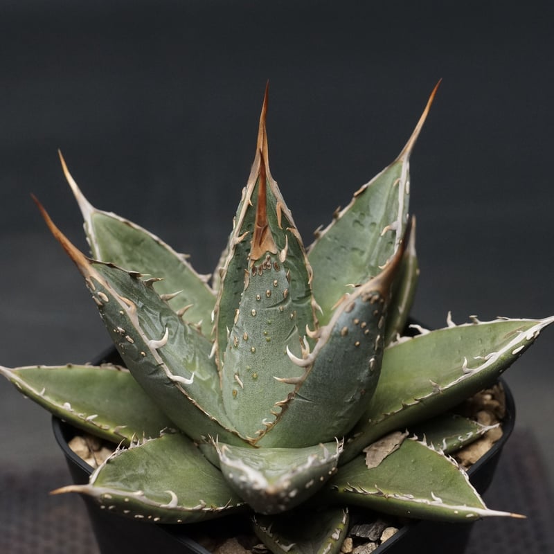 Agave titanota