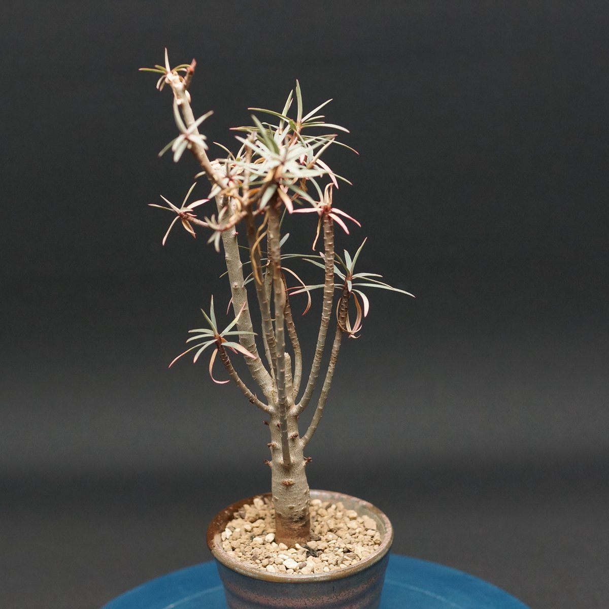 ユーフォルビア バルサミフェラ Euphorbia balsamifera 大株 ユーフォルビア バルサミフェラ 