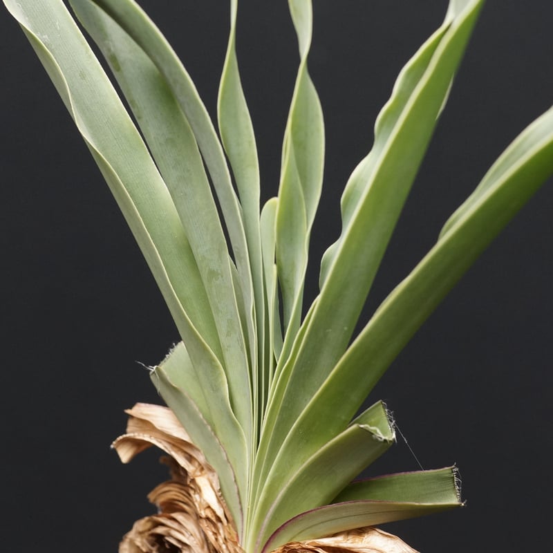 Boophane disticha
