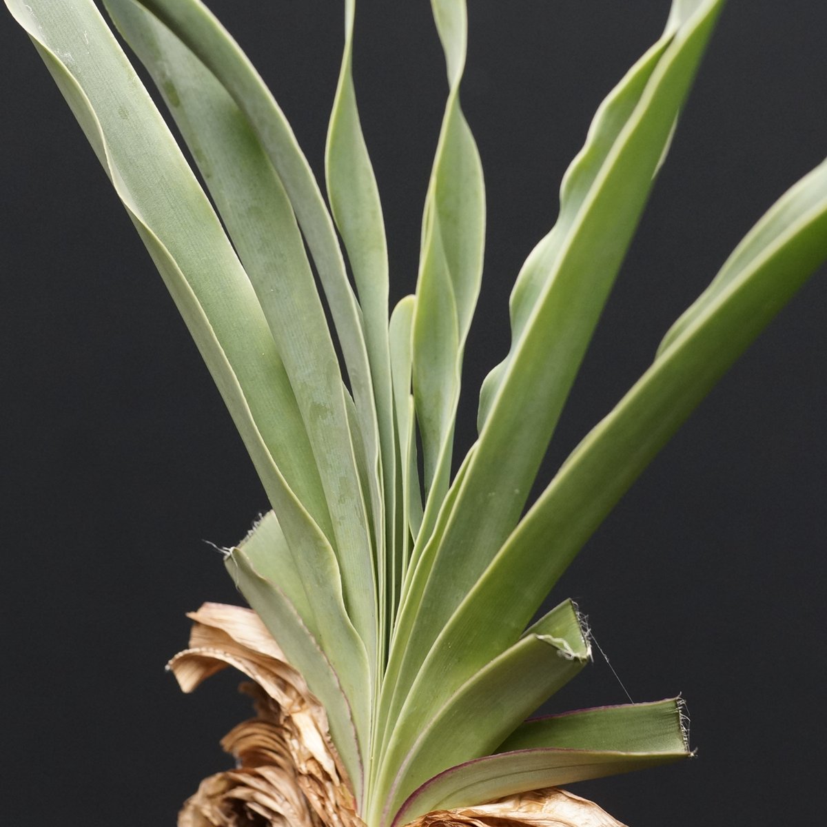 Boophane disticha Boophane disticha