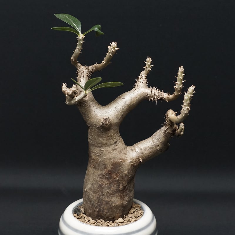 Pachypodium enigmaticum