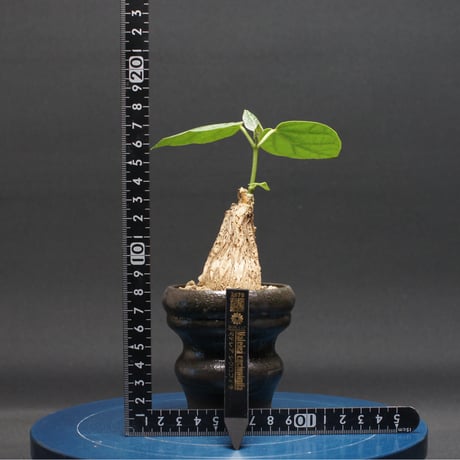 マテレア シクロフィラ "Matelea cyclophylla" 管理2670