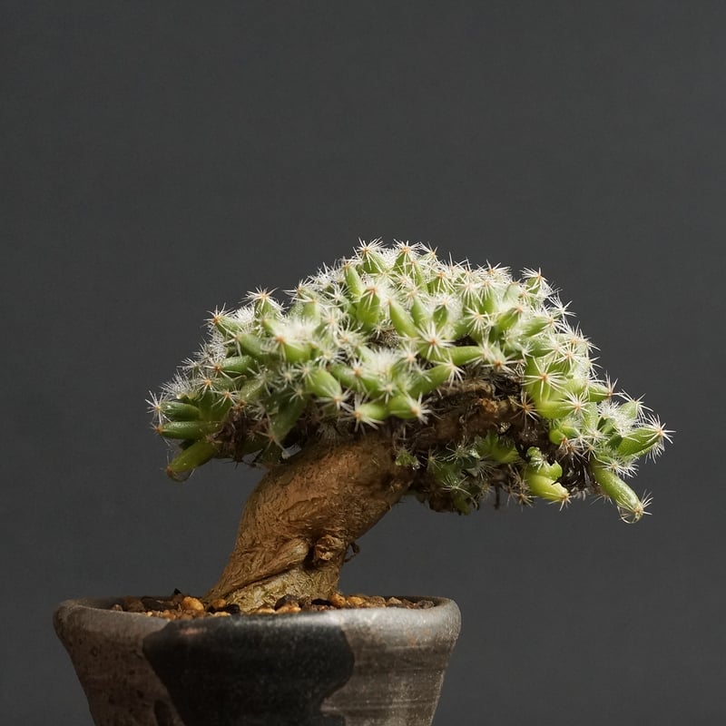 Trichodiadema densum