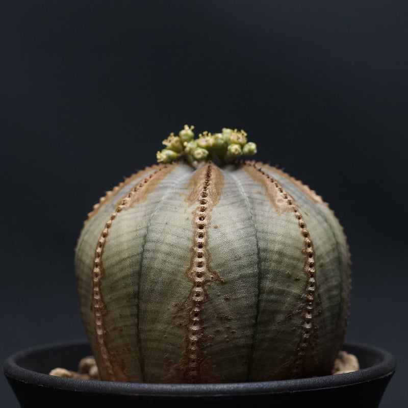 ユーフォルビア　オベサ　イタリア産　3点セットEuphorbia obesa ユーフォルビア オベサ イタリア産 3点セットEuphorbia obesa
