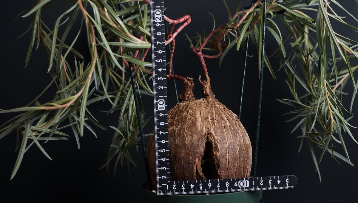 ト*シ様 ユーフォルビア トリカデニアEuphorbiatrichadenia ト*シ様 ユーフォルビア トリカデニアEuphorbiatrichadenia isla