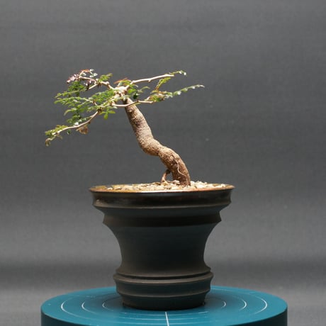 オペルクリカリア | STORES