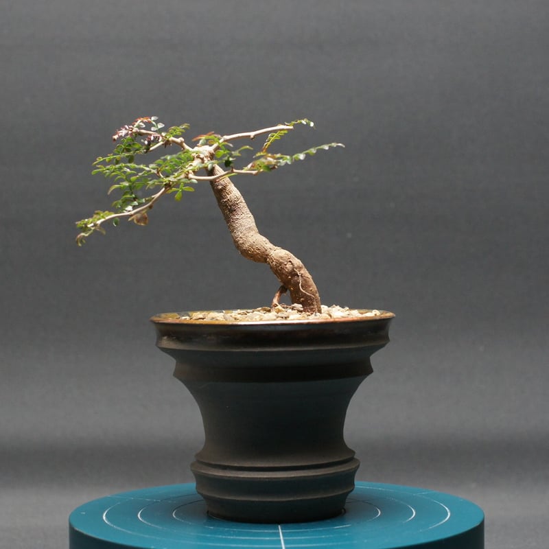 オペルクリカリア パキプス 