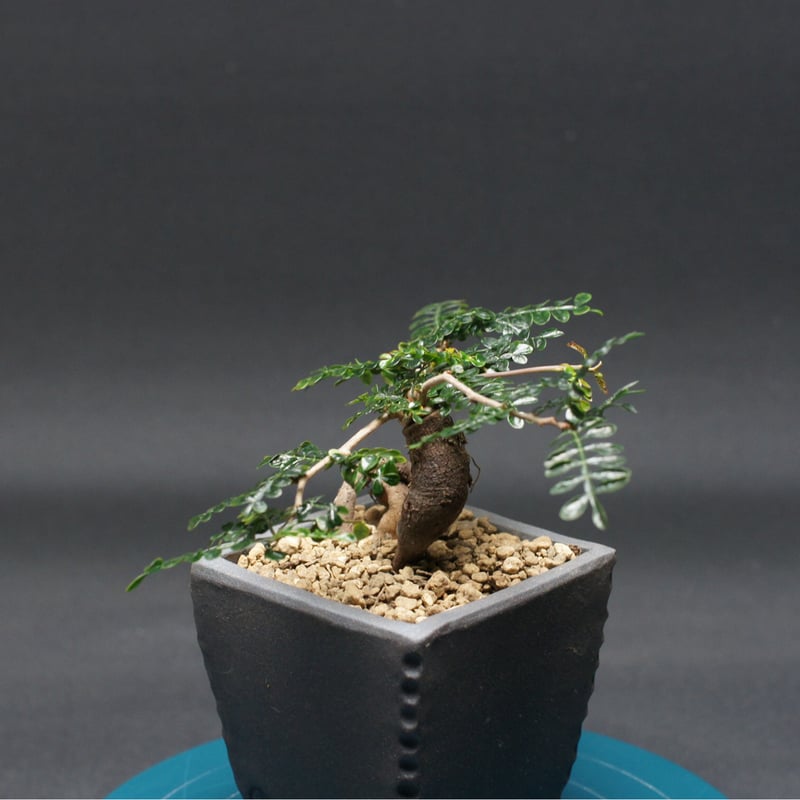 オペルクリカリア パキプス 