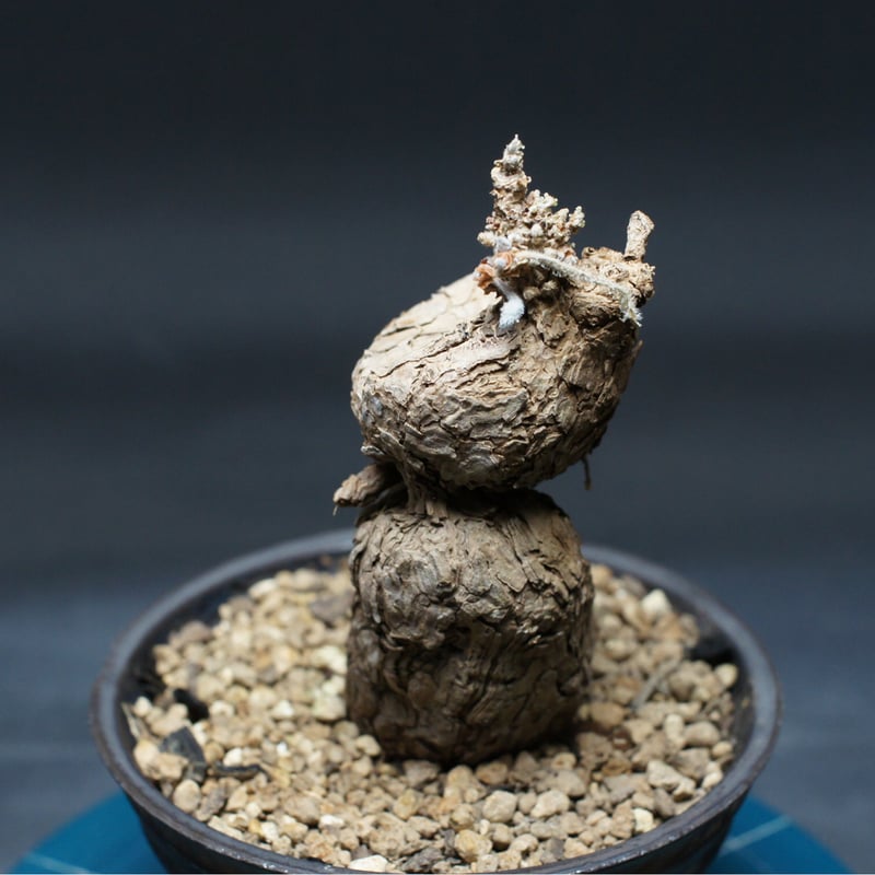 ペラルゴニウム トリステ 