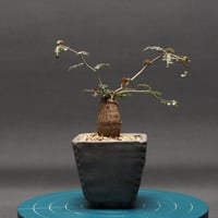 Boswellia dioscoridis