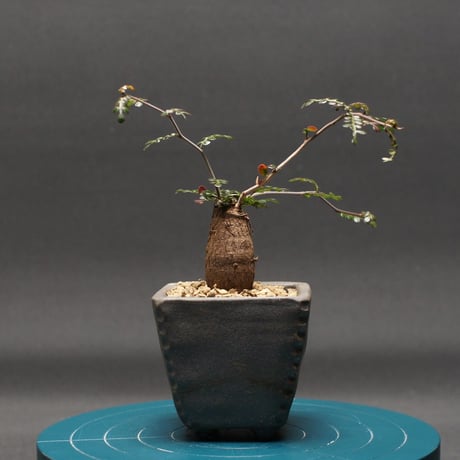 オペルクリカリア | STORES