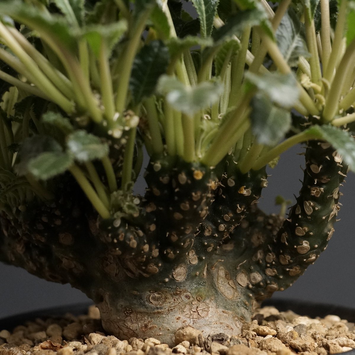Dorstenia foetida 'Cristata'