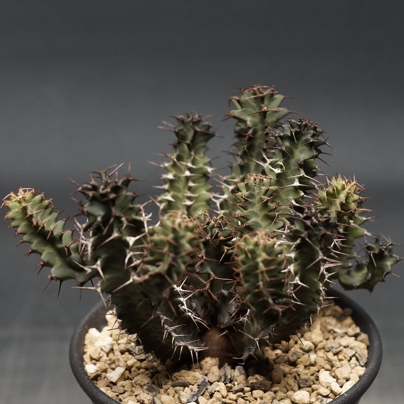 【一点モノ／現地風演出】Euphorbia clivicola 鉢付き発送 一点モノ／現地風演出】Euphorbia clivicola 鉢付き発送 - メルカリ