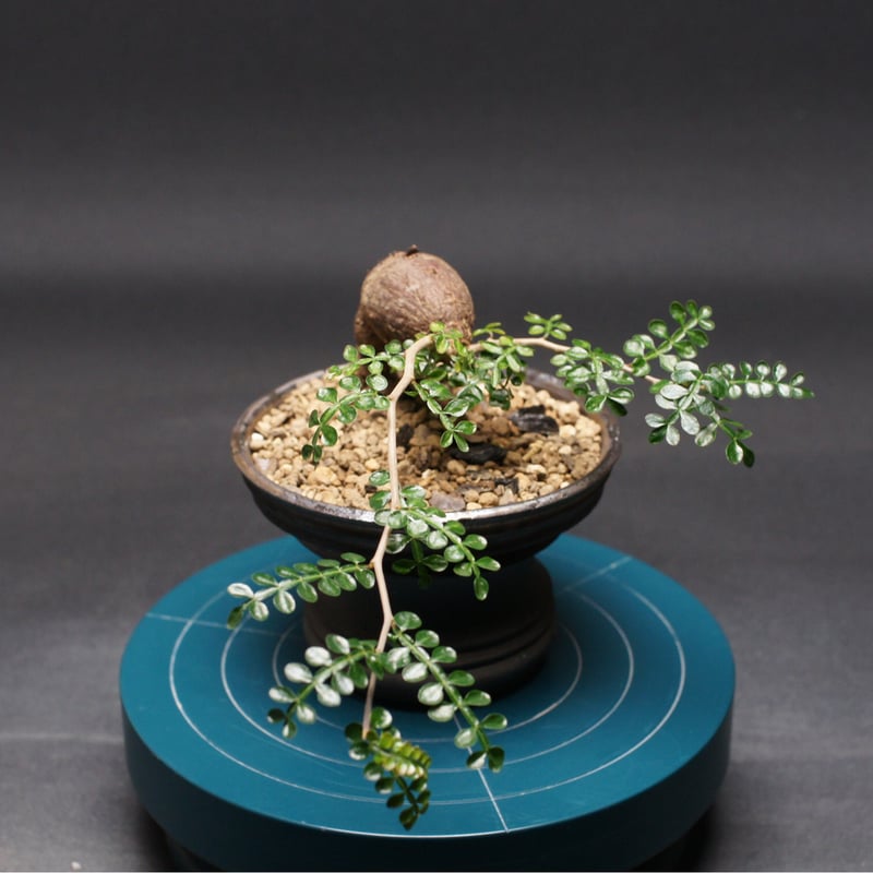 オペルクリカリア パキプス 