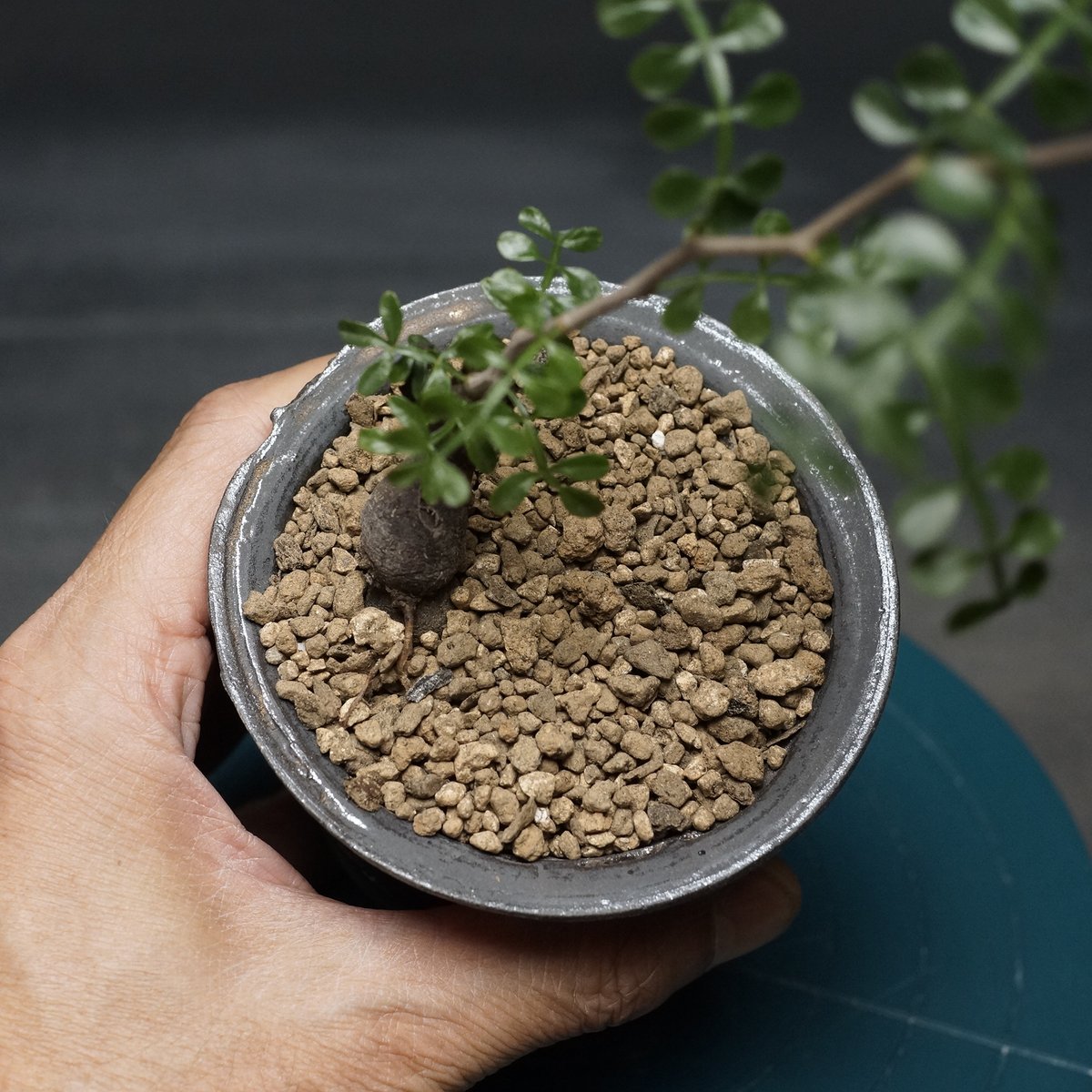 Operculicarya hirsutissima