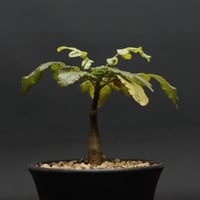 Boswellia dioscoridis