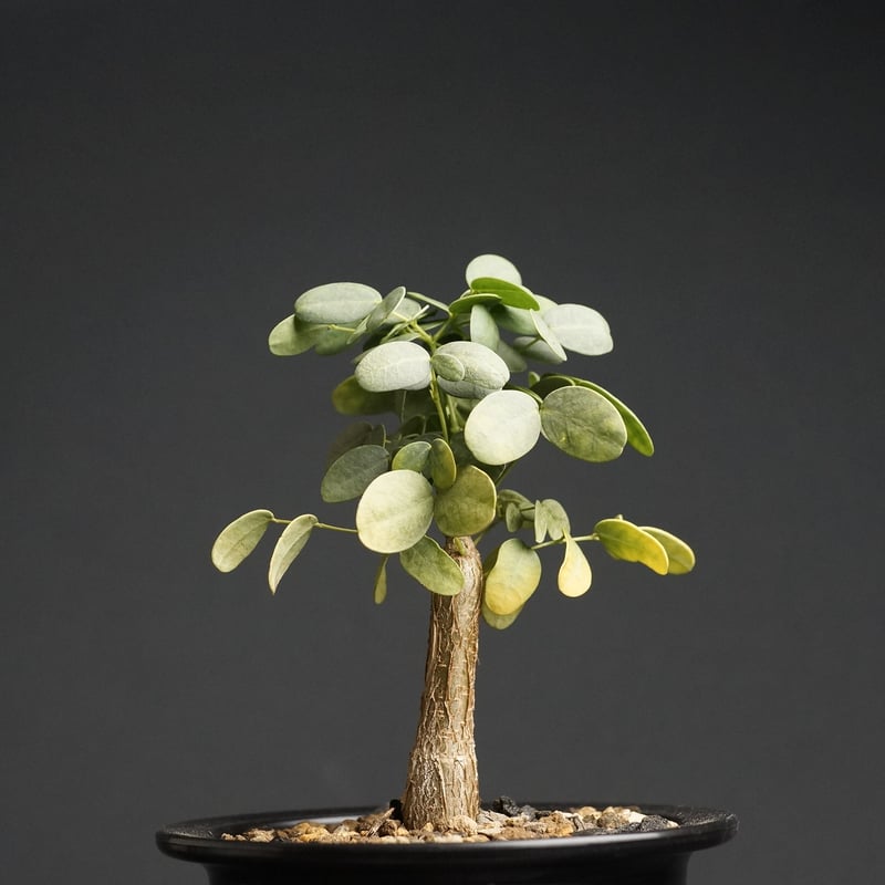 Delonix pumila