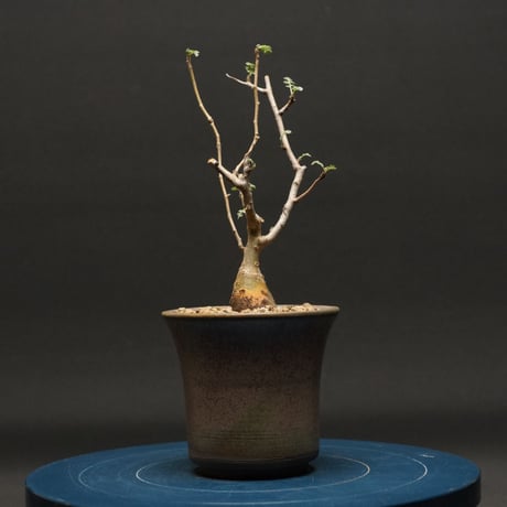 発根済み | STORES
