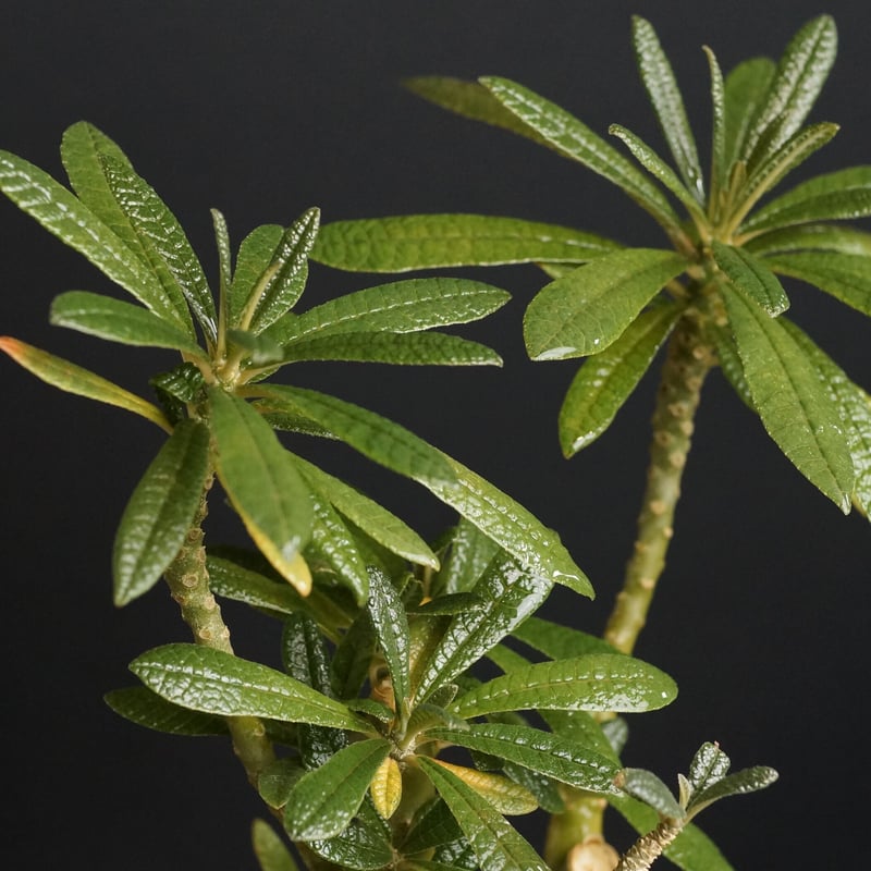 Dorstenia gigas