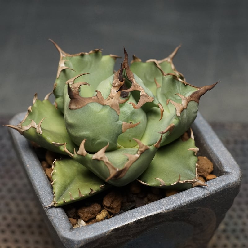 \"agave titanota 農大No.1\"　短葉　アガベ　チタノタ　強棘 agave titanota 農大No.1