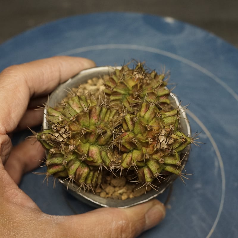 Gymnocalycium